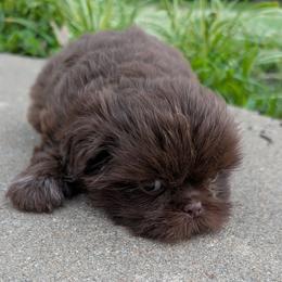 Girl 1 - female Shih Tzu puppy in Metropolis, Illinois from Super City Kennels