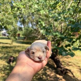 Baby Ruth - Wheaten female Miniature Schnauzer puppy in Clover, South Carolina from Bobo’s Babies Kennels