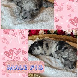 Beau - Merle male Goldendoodle puppy in North Branch, Michigan from Graceful Miniature Goldendoodles
