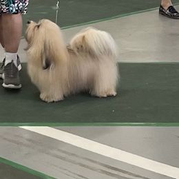 Havanese All Grown Up from Mt. Breeze