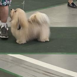 Havanese All Grown Up from Mt. Breeze