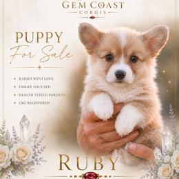 Ruby - Sable and white female American Corgi puppy in Mariposa, California from Gem Coast Corgis