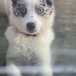 Batman - Pomsky