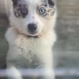 Batman - Pomsky