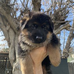 German Shepherd Puppies from Aguirre farm