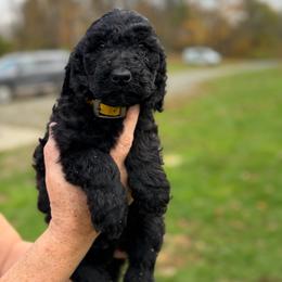 Baby Ruth - Black female Poodle puppy in St. Johnsbury, Vermont from Poodles of the Northern Woods
