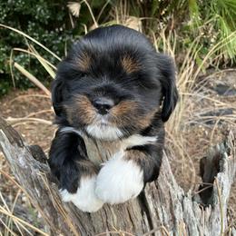 Boy 1 - Black and tan male Lhasa Apso puppy in Bell, Florida from Maryann & Kandis