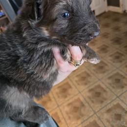 Grayson - Blue male German Shepherd puppy in Buckfield, Maine from Levesques German Shepherds