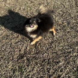 June - Pomeranian