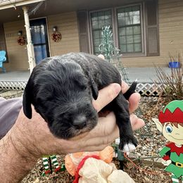 Black - Black male Bernedoodle puppy in Holt, Missouri from Mindys Doodles