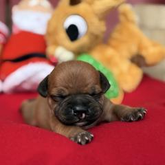 Vulcan, special cleft puppy - Fawn male Staffordshire Bull Terrier puppy in Houston, Texas from Breaking Bad Staffords