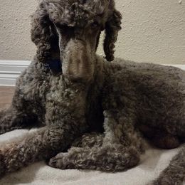Poodles from Deborah's Standard Poodles