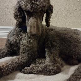 Poodles from Deborah's Standard Poodles