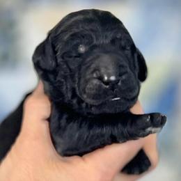 Pine - Black female Goldendoodle puppy in Kansas City, Missouri from Beary GoldenDoodles