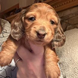 Carmella - Dapple female Dachshund puppy in Batavia, Illinois from Sandra's Dachshunds