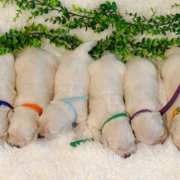 Golden Retrievers from Huntley's Goldens