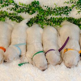 Golden Retrievers from Huntley's Goldens