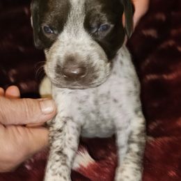 D - White and liver male German Shorthaired Pointer puppy in Glendive, Montana from Lazy Hearts Kennel