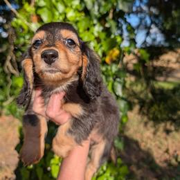 Goofy - Black and cream male Dachshund puppy in Unadilla, Georgia from Hamsley's Puppy Palace