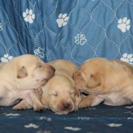 Yellow girl 2 - Yellow female Labrador Retriever puppy in Four Oaks, North Carolina from TLC Retrievers
