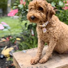 Finnley - Goldendoodle