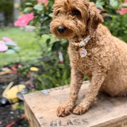 Finnley - Goldendoodle