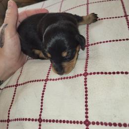 Male 4 - Black and tan male Dachshund puppy in Suffolk, Virginia from Mini Love Bugs