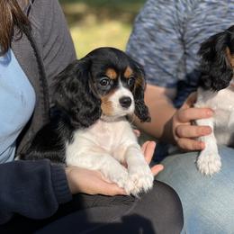 Cavalier King Charles Spaniel and Golden Retriever Puppies from Country Goldens and Mountain Top Cavaliers
