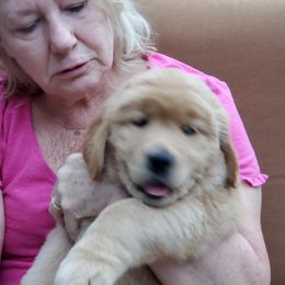 Golden Retriever Puppies from Pebble Creek Golden Retrievers