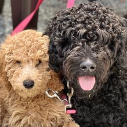 Goldendoodle and Poodle All Grown Up from SnoogleDoodles