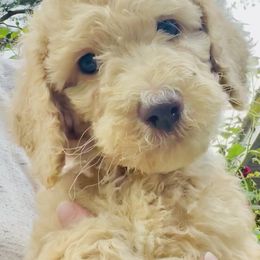 Poodle Puppies from Red Bayou Kennels, LLC