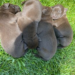 Labrador Retriever Puppies from Little River Labradors