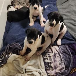 Piebald female 2 - Black and white female Great Dane puppy in Gig Harbor, Washington from Lakaya Danes
