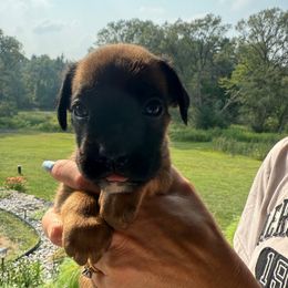 Paris - Fawn female Boxer puppy in Jamesville, New York from Reynolds Homestead Boxers