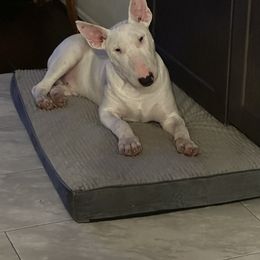 Bull Terrier and Pomeranian All Grown Up from Bossladykennels