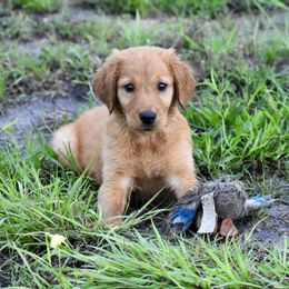 Yellow - Dark golden male Golden Retriever puppy in Gober, Texas from Trigger Time Kennels