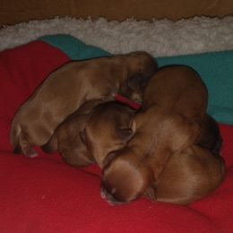 Shih Tzu Puppies from Caterina Aprile