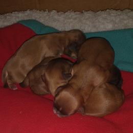 Shih Tzu Puppies from Caterina Aprile