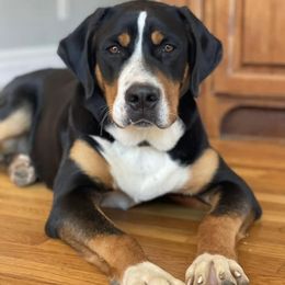 Cynka - Greater Swiss Mountain Dog