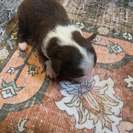 Boy 3 - Red tri-color male Miniature American Shepherd puppy in Griswold, Connecticut from Flatrock Kennels of CT
