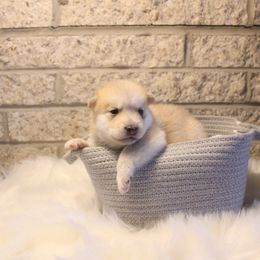 Pomsky Puppies from Gemstone Pomskies