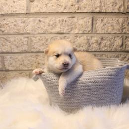 Pomsky Puppies from Gemstone Pomskies