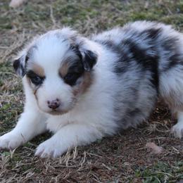 Quinley - Blue merle female Australian Shepherd puppy in Kansas, Oklahoma from Windy G Farm