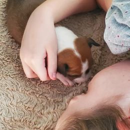 Basenji Puppies from Basenji Puppies