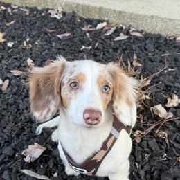 Dachshund All Grown Up from Dog Crick Daschunds