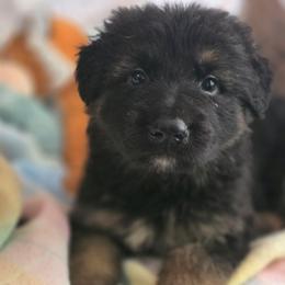 Male 3 - Black and tan male German Shepherd puppy in Leon, West Virginia from Heart2Heart Kennels