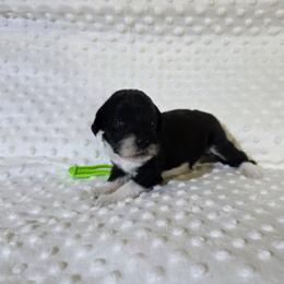 Ruby - Black and white female Sheepadoodle puppy in Weatherford, Texas from Oodles of poodles and doodles