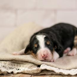 Girl 3 - female Bernedoodle puppy in Eureka, Illinois from Joley Aire Family Dogs