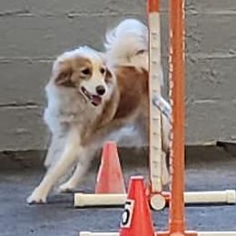 Sadie-Jane - English Shepherd