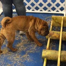 Chinese Shar-Pei Puppies from Sunspire Shar-pei